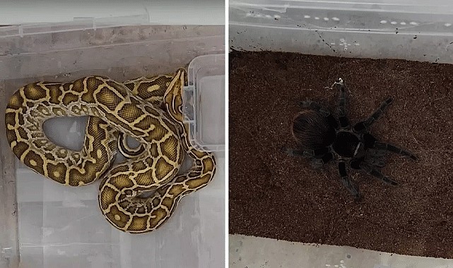 Sivas'ta Egzotik Hayvan Kaçakçılığı Operasyonu