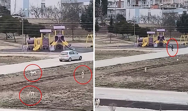 Sokak Köpekleri Çocuklara Saldırdı